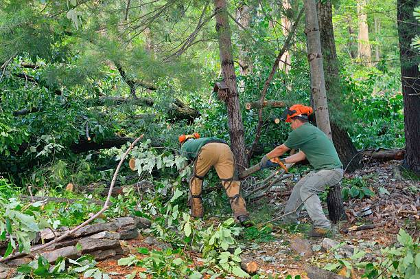  , WY Tree Removal Pros